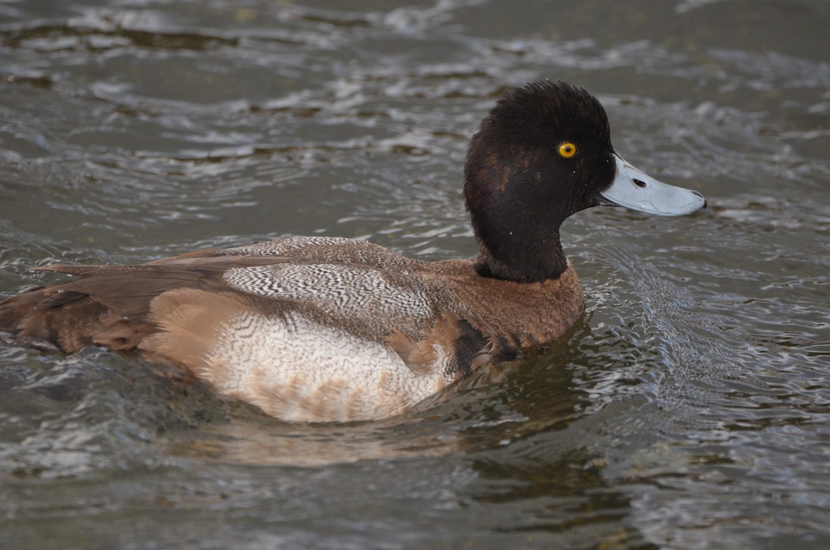 Lesser Scaup - ML536307921