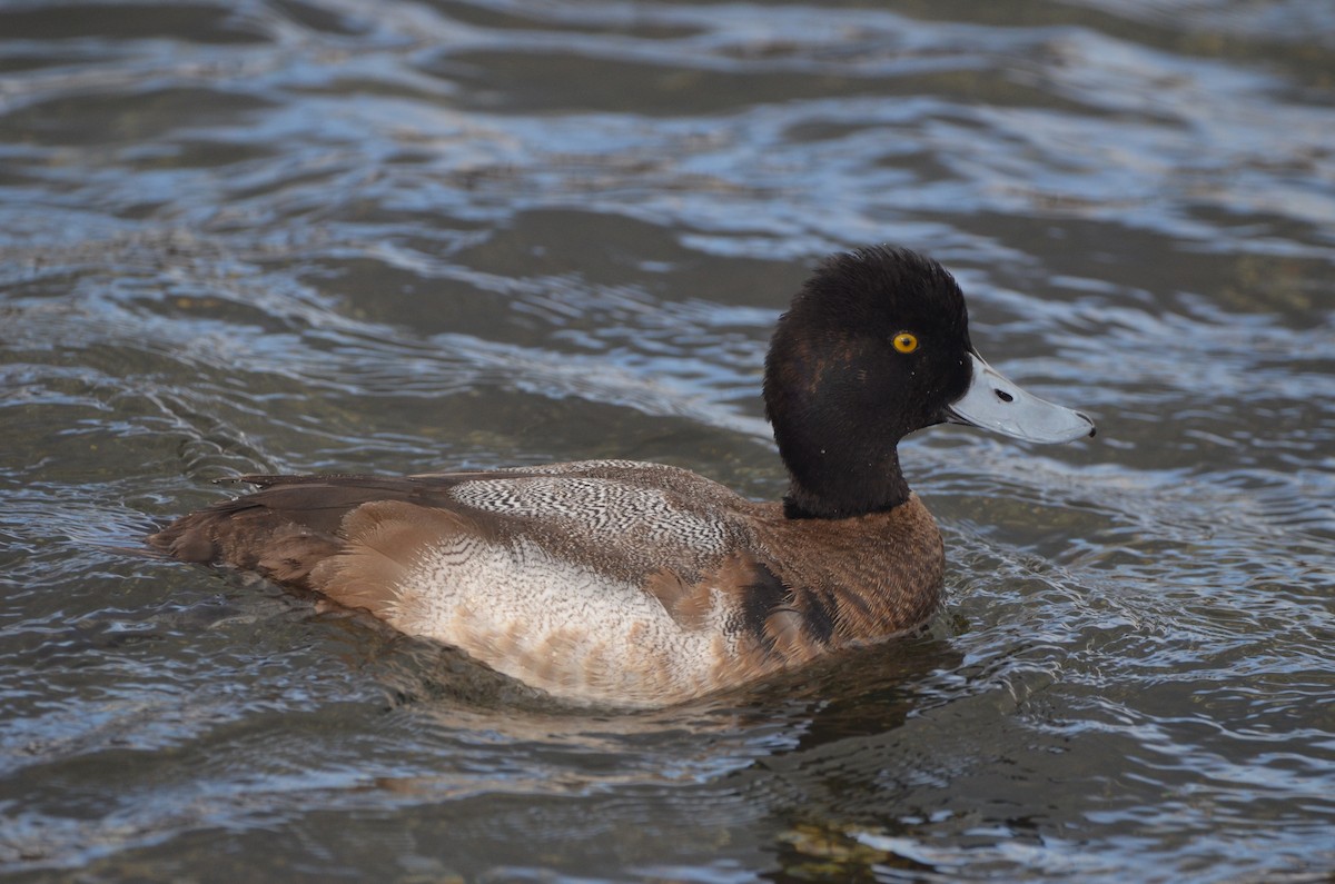 Lesser Scaup - ML536307931