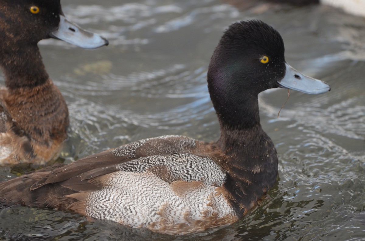 Lesser Scaup - ML536308031