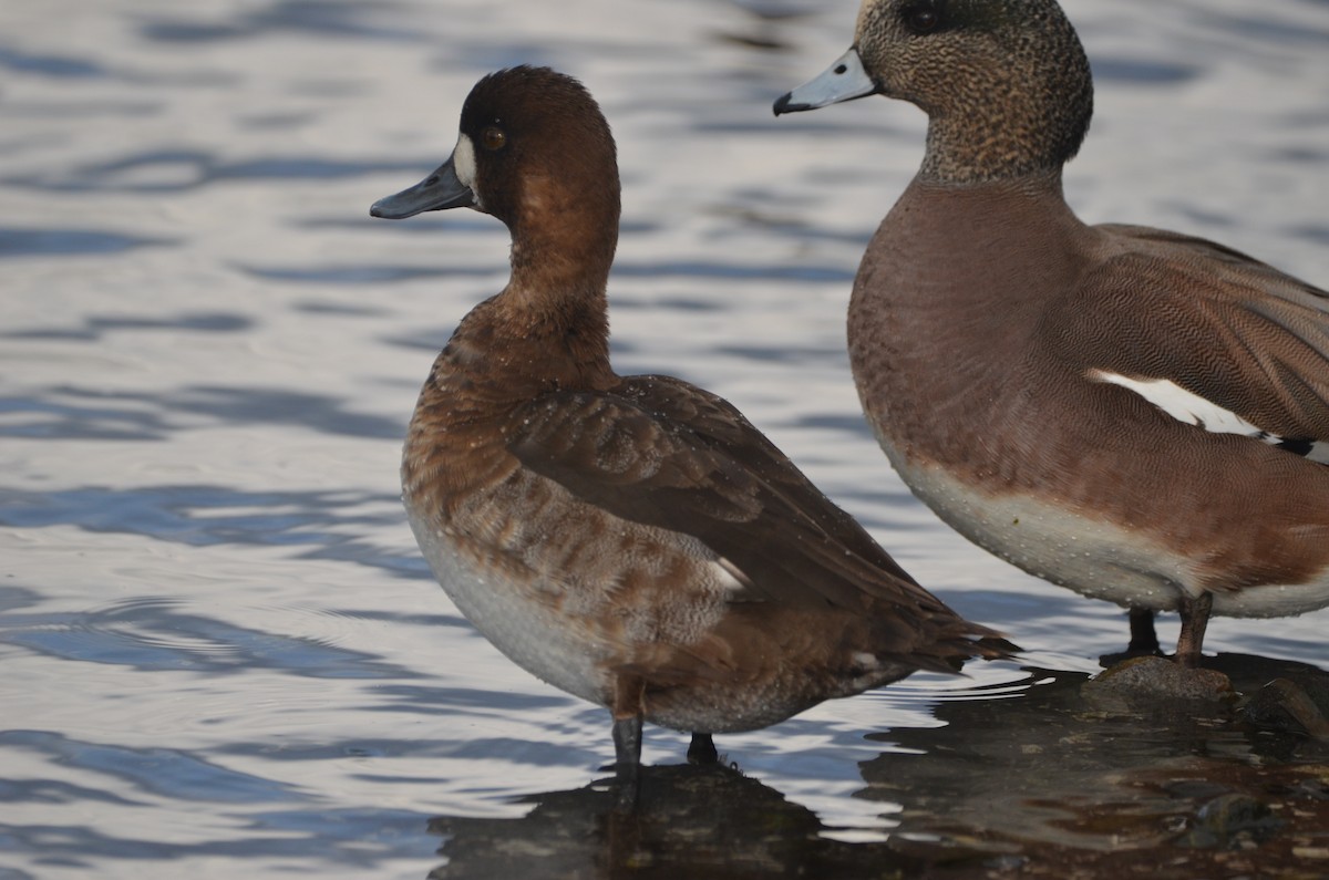 Lesser Scaup - ML536308121