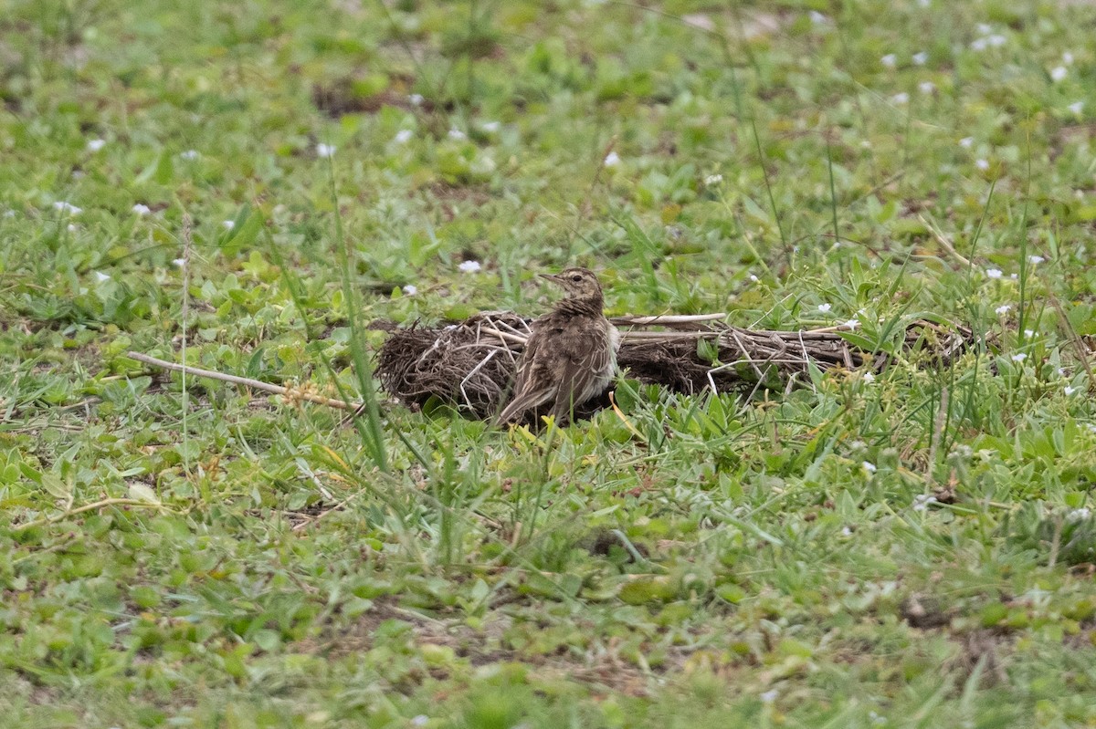 African Pipit - ML536308991