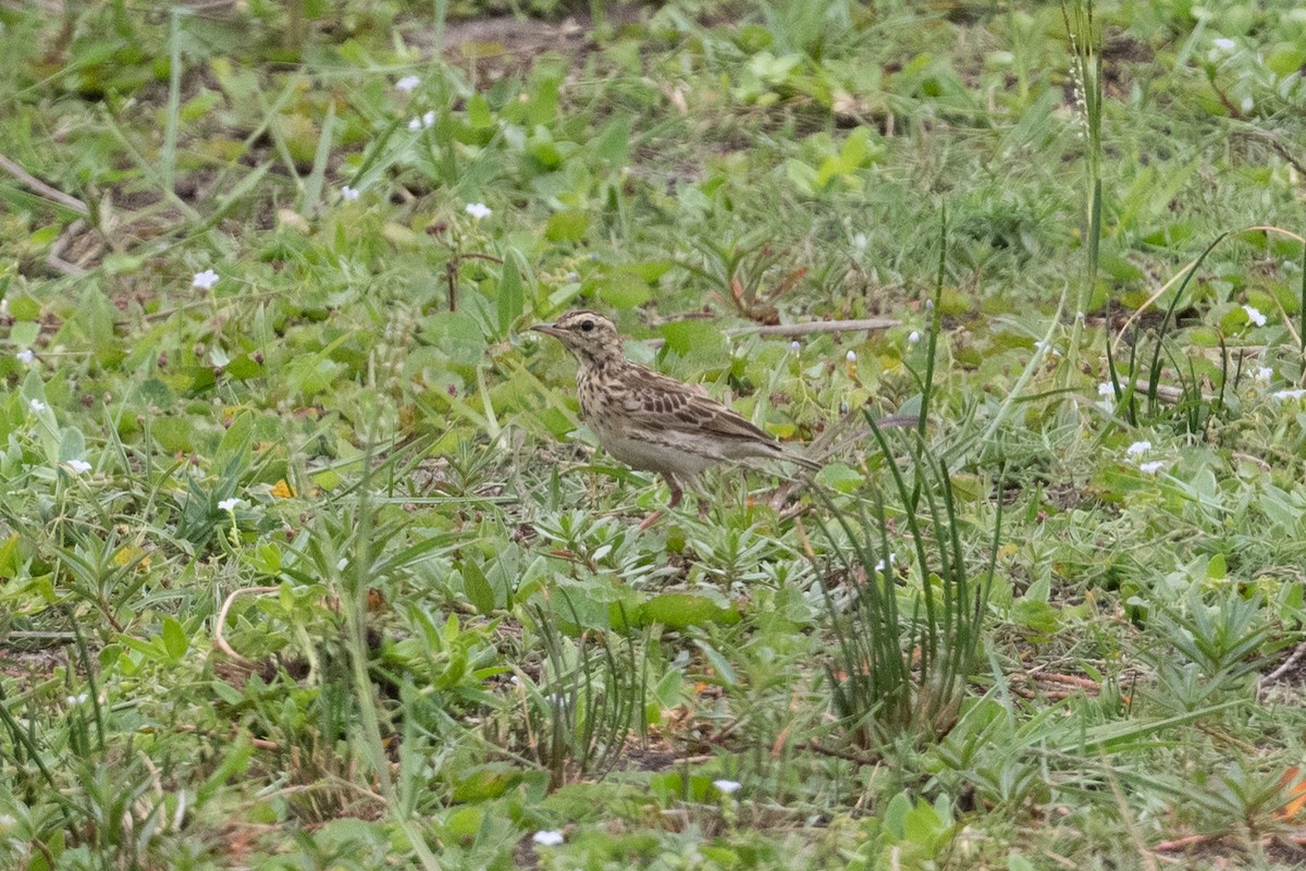 African Pipit - ML536309011