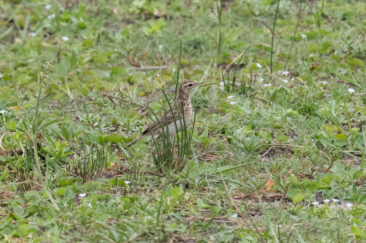 African Pipit - ML536309021