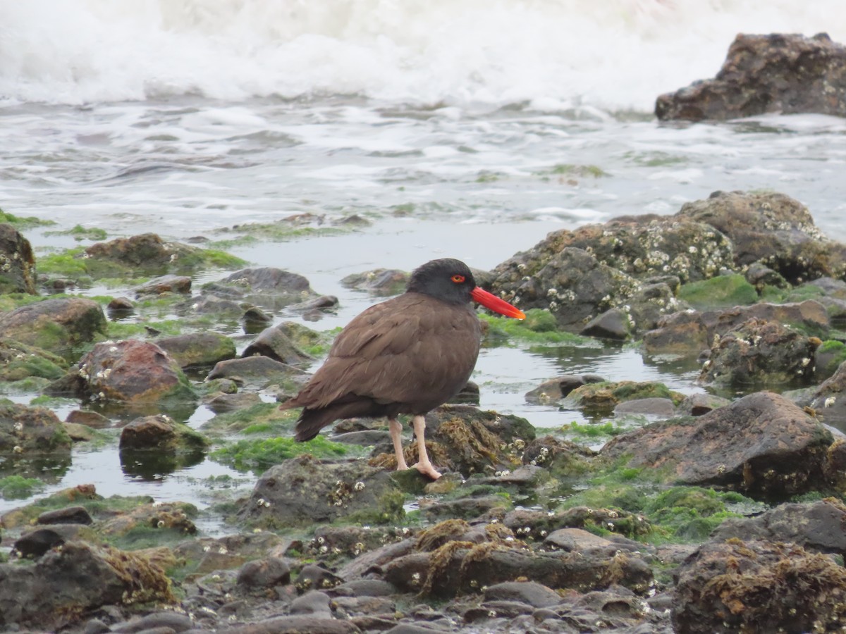 Blackish Oystercatcher - ML536309031