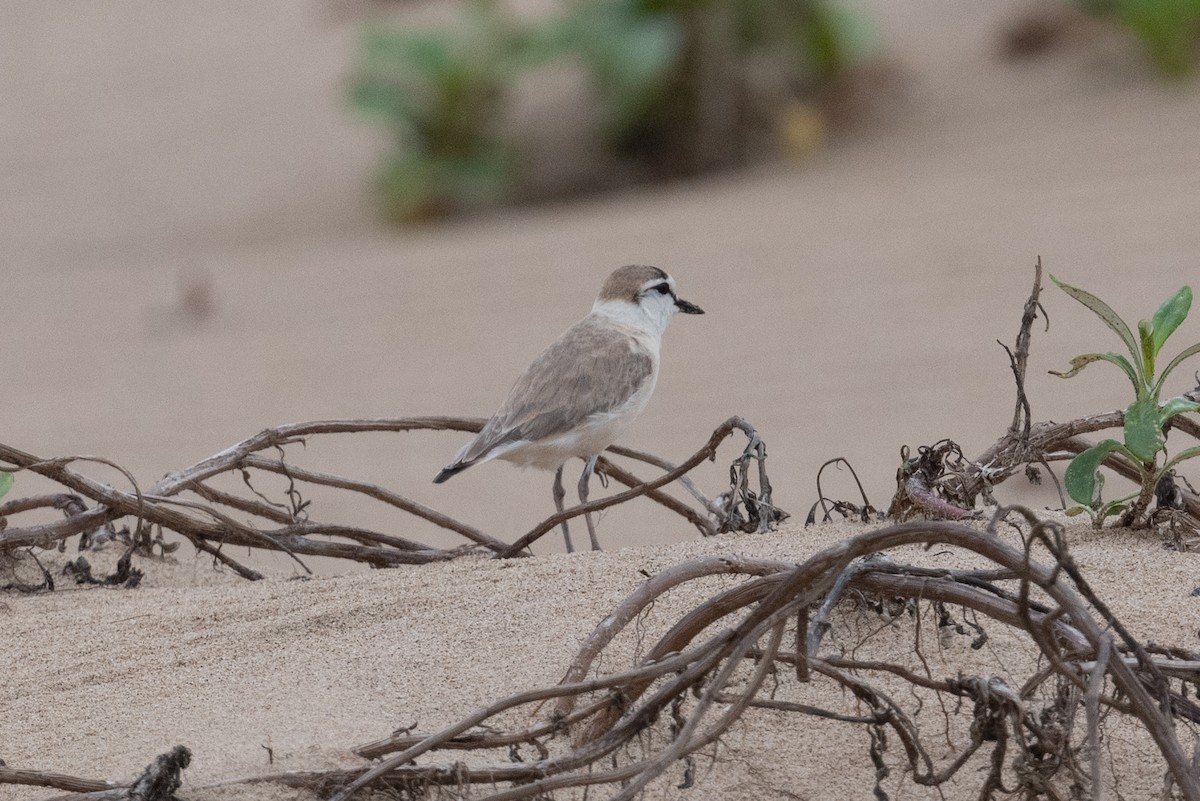 White-fronted Plover - ML536309521