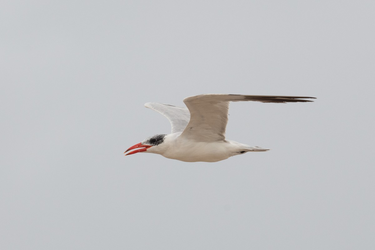 Caspian Tern - ML536309561