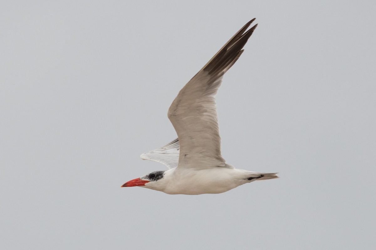 Caspian Tern - ML536309581