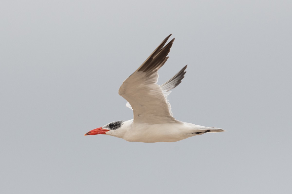 Caspian Tern - ML536309591