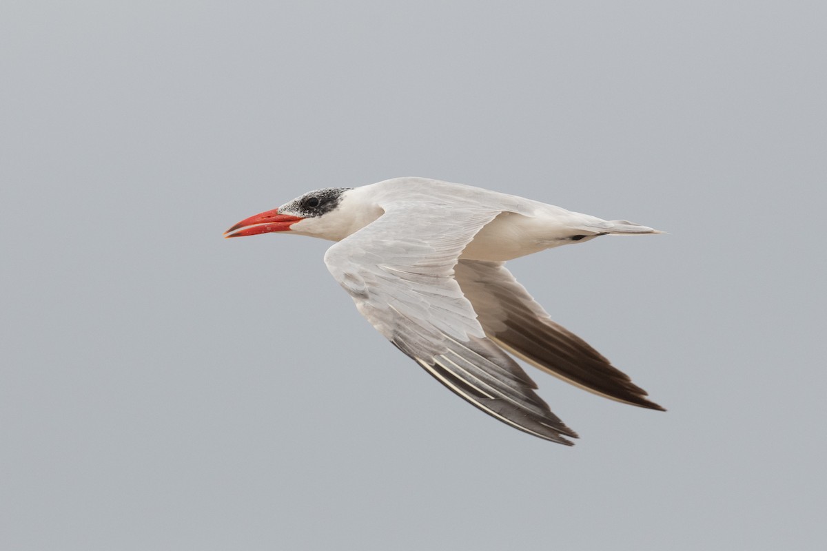 Caspian Tern - ML536309601