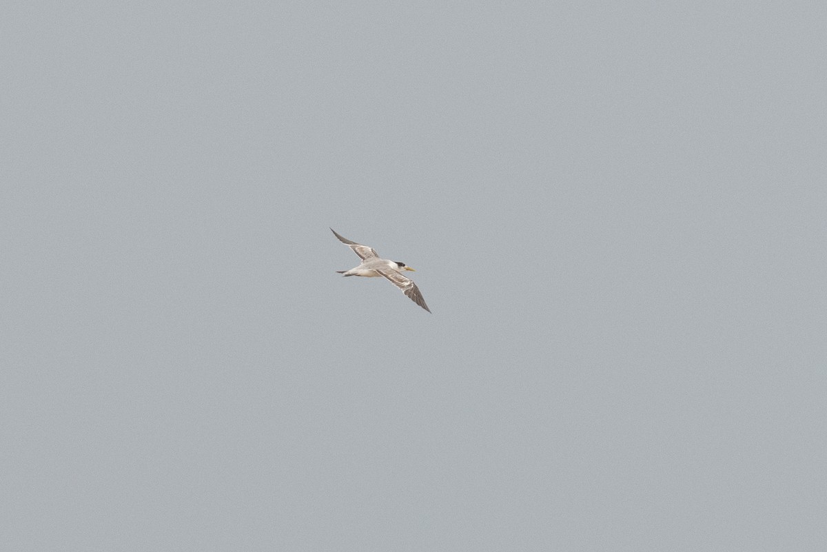 Great Crested Tern - ML536309661