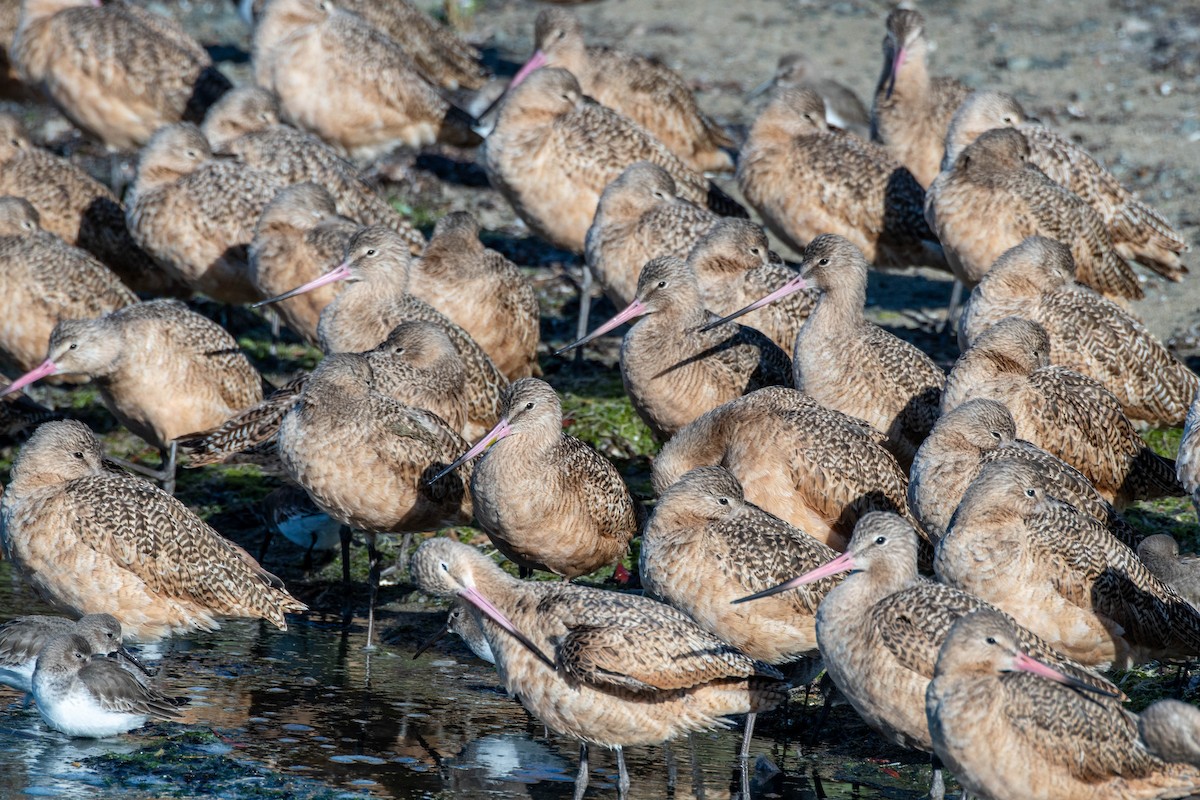 Marbled Godwit - ML536309691