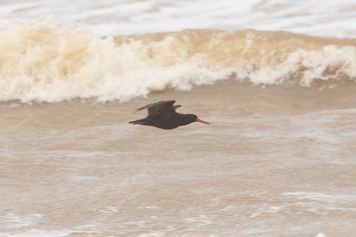 African Oystercatcher - ML536310291