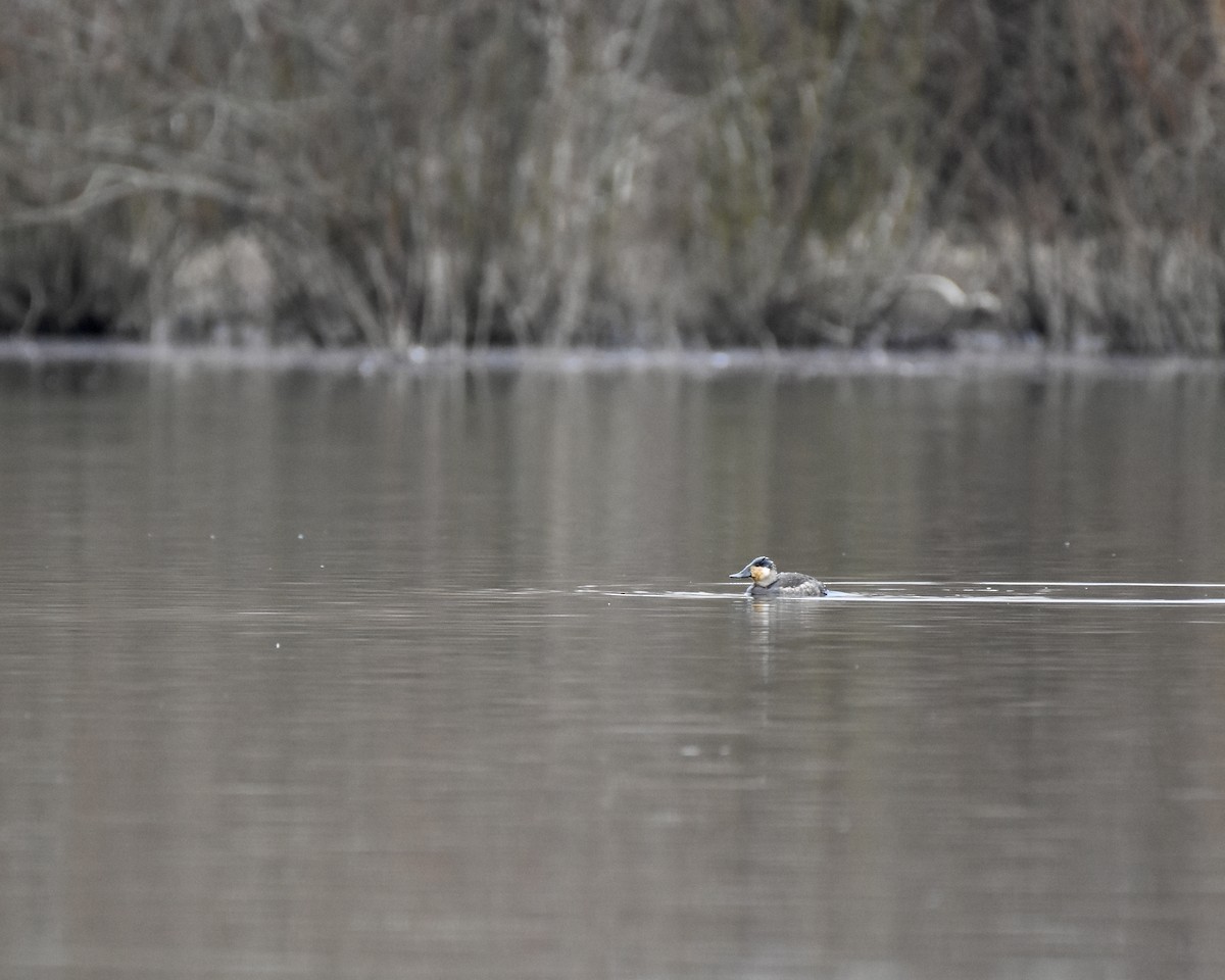 Ruddy Duck - Tom Myers