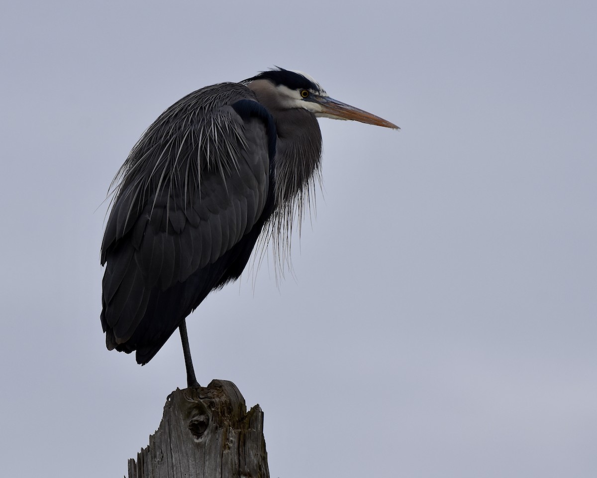 Great Blue Heron - Tom Myers