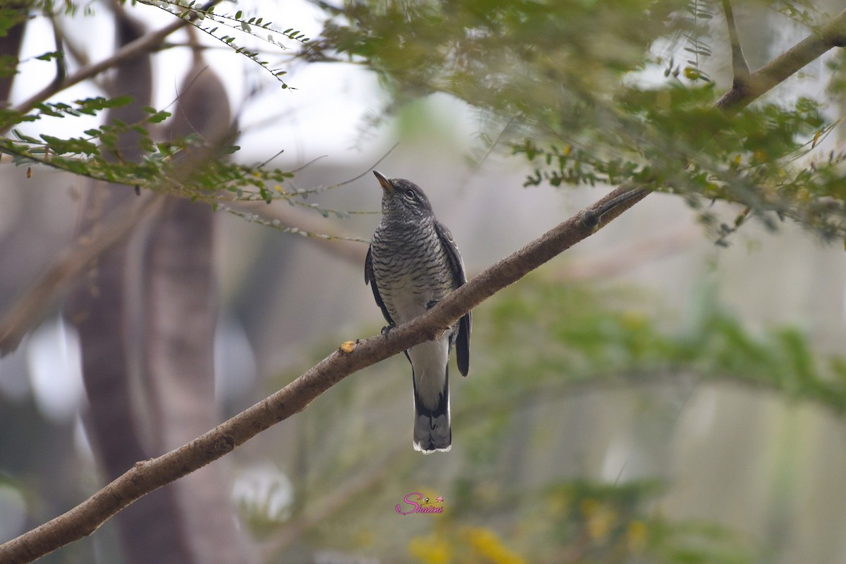 Black-headed Cuckooshrike - ML536312181