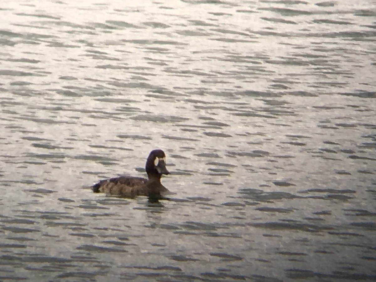 Greater Scaup - ML53631251