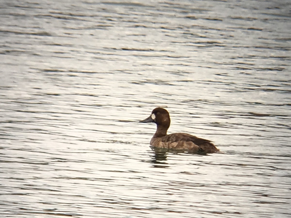 Greater Scaup - ML53631261