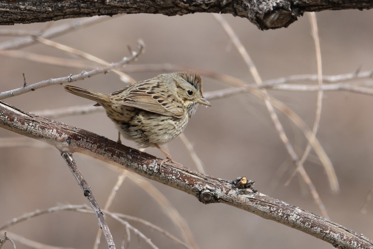 Lincoln's Sparrow - ML536312681