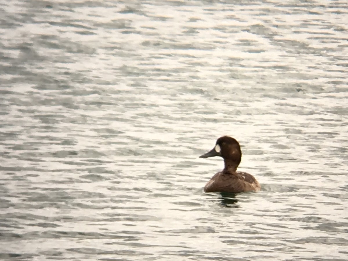 Greater Scaup - ML53631271