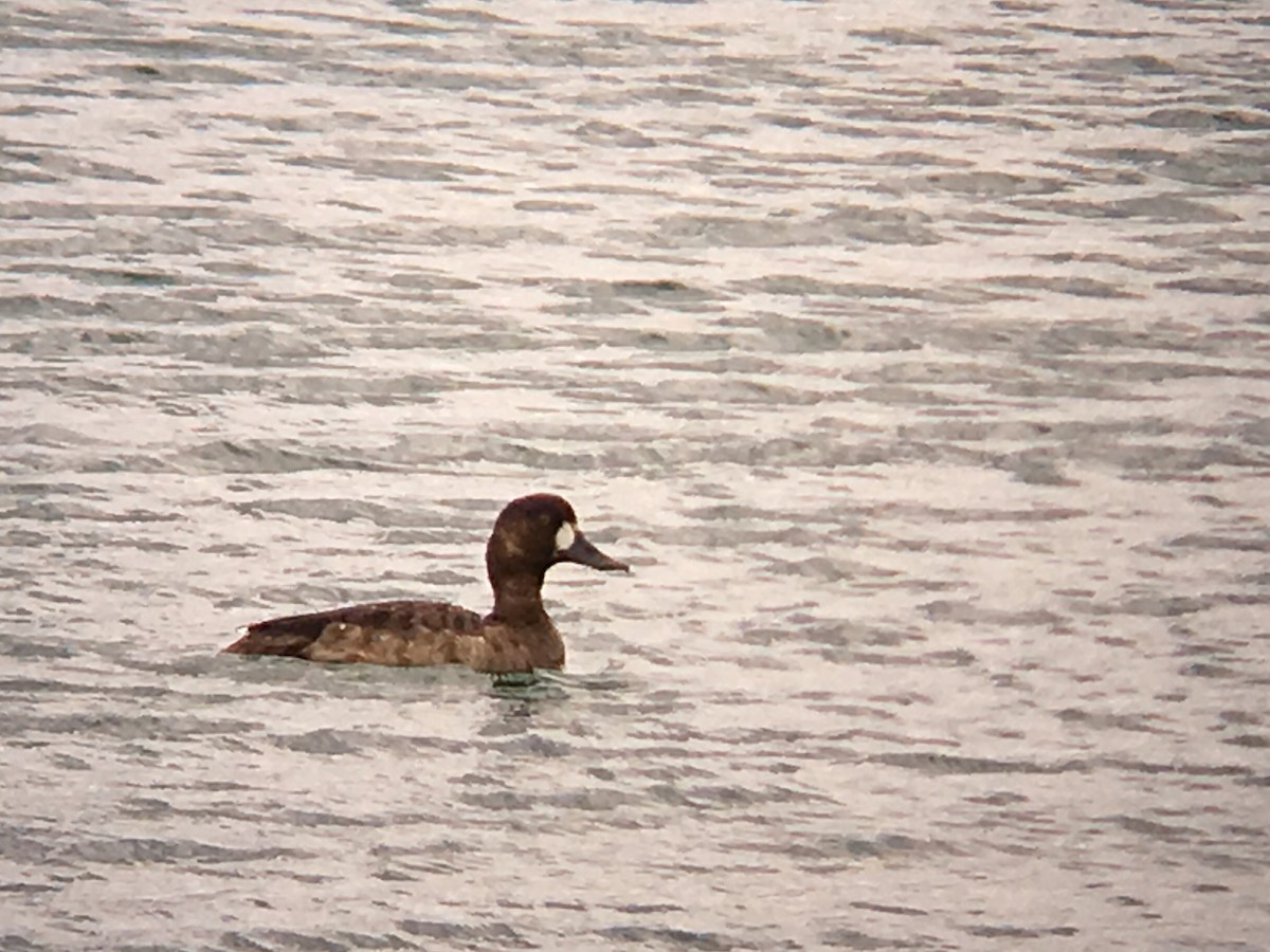 Greater Scaup - ML53631281