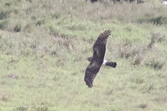 Northern Harrier - ML536314031