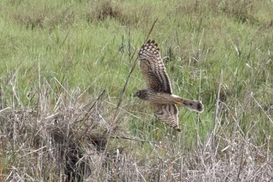 Northern Harrier - Daniel Conrad