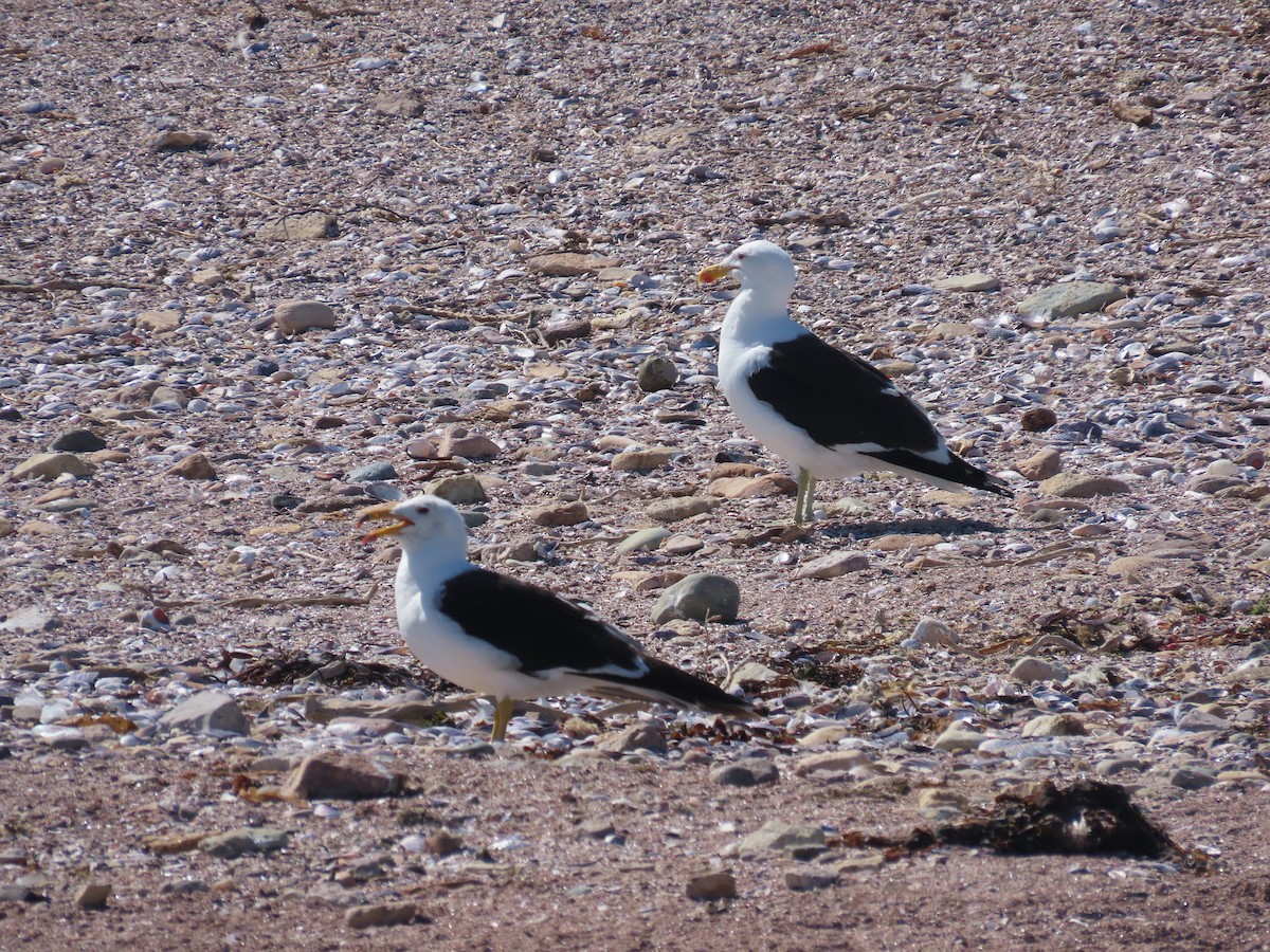 Olrog's Gull - ML536314201