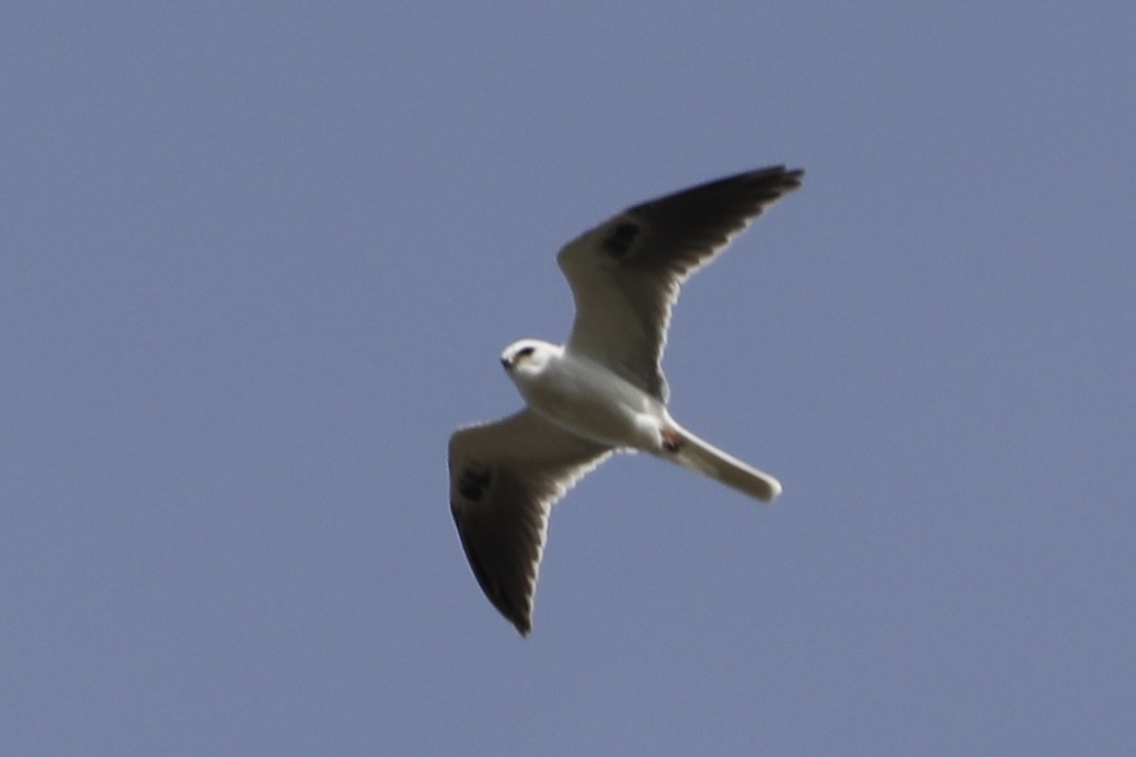 White-tailed Kite - ML536316691