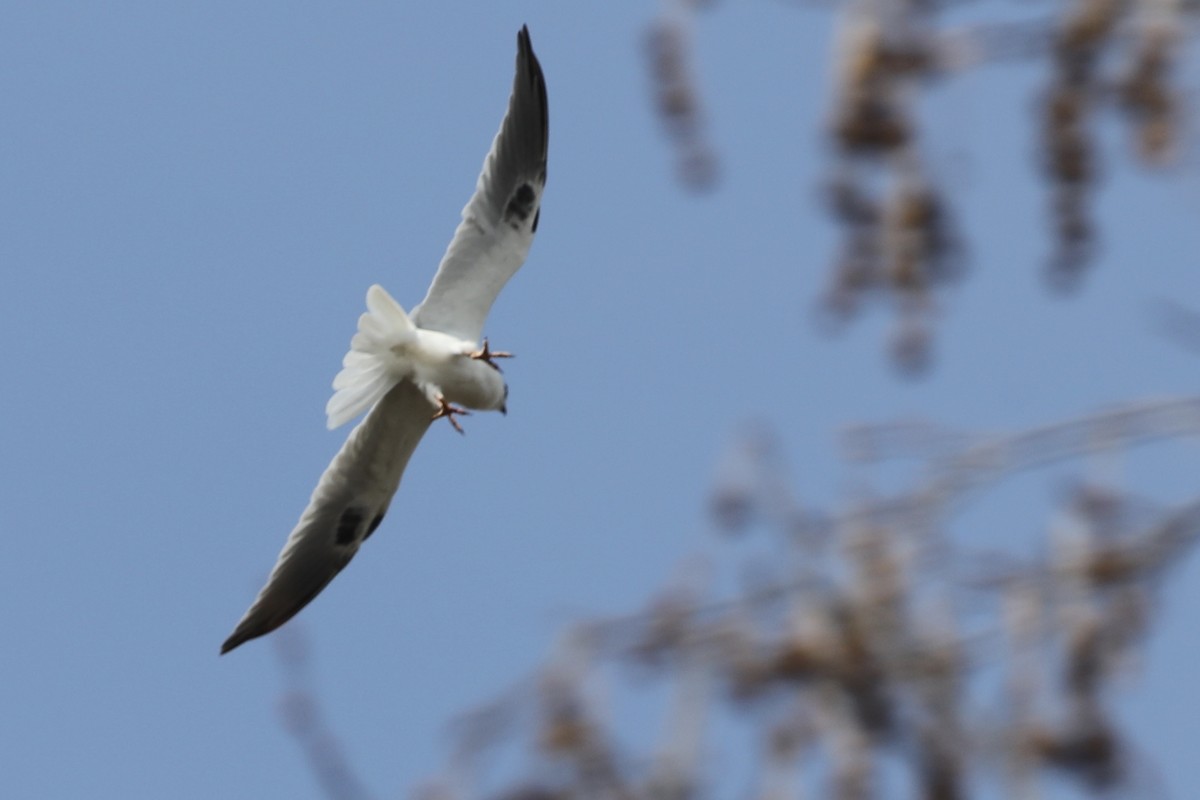 White-tailed Kite - ML536316701