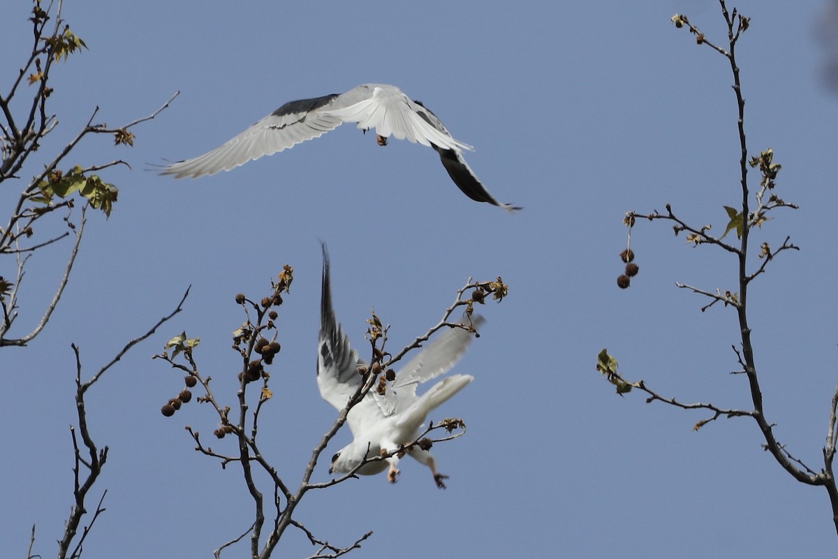 White-tailed Kite - ML536316721