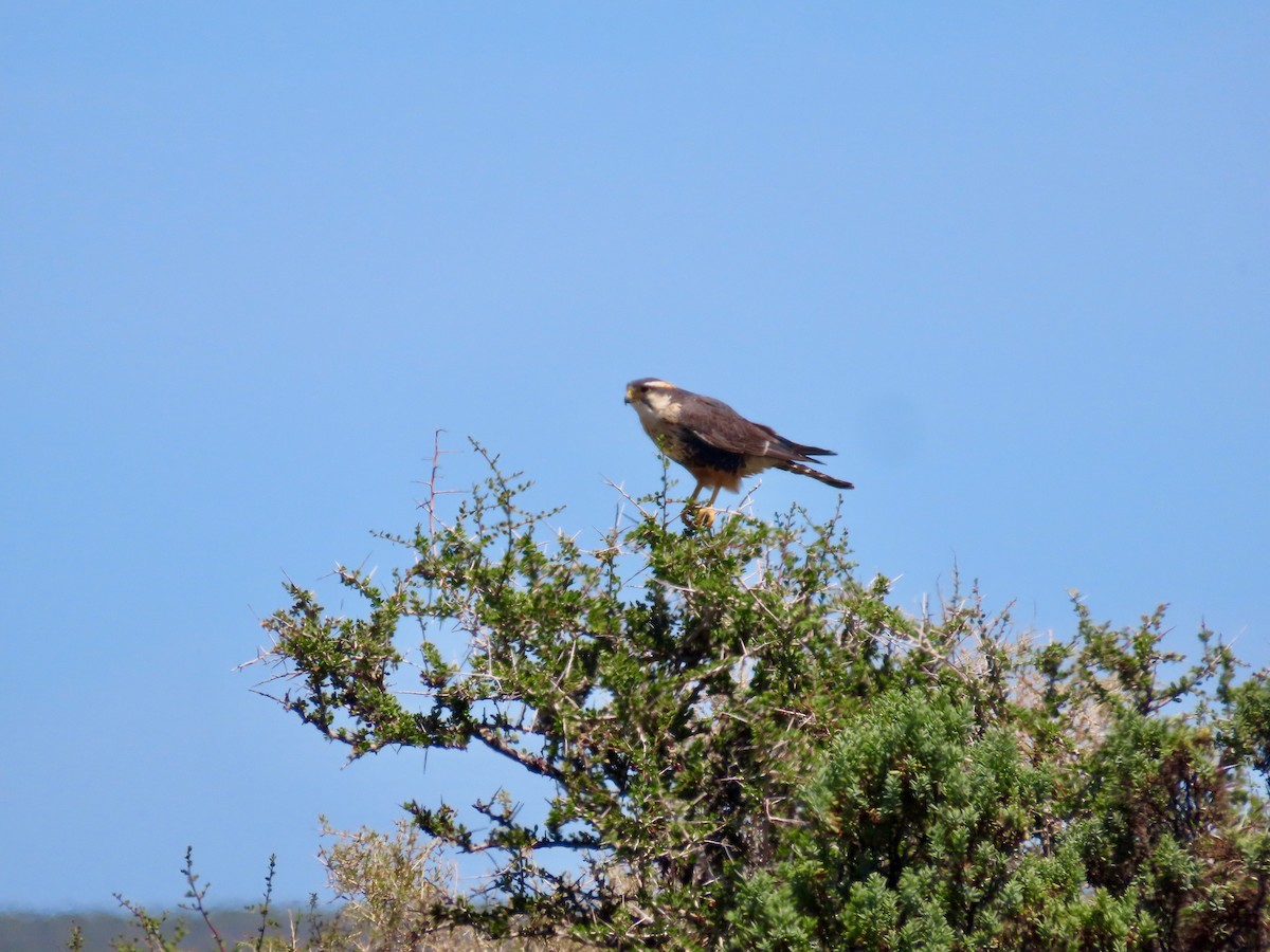 Aplomado Falcon - ML536316801