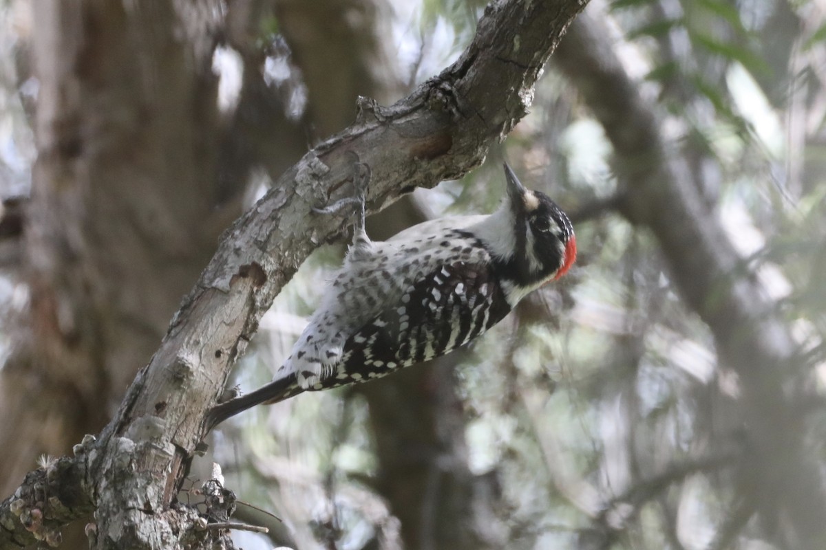 Nuttall's Woodpecker - ML536317471