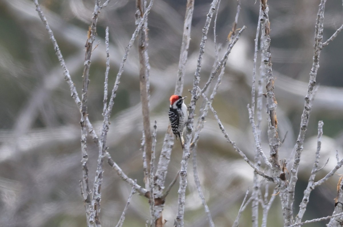 Nuttall's Woodpecker - ML536318281