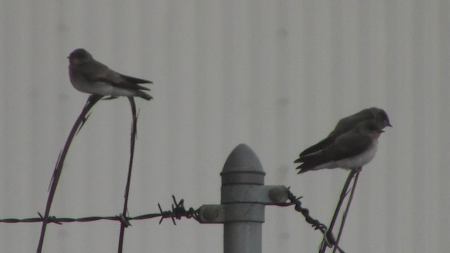 Northern Rough-winged Swallow - ML536318571