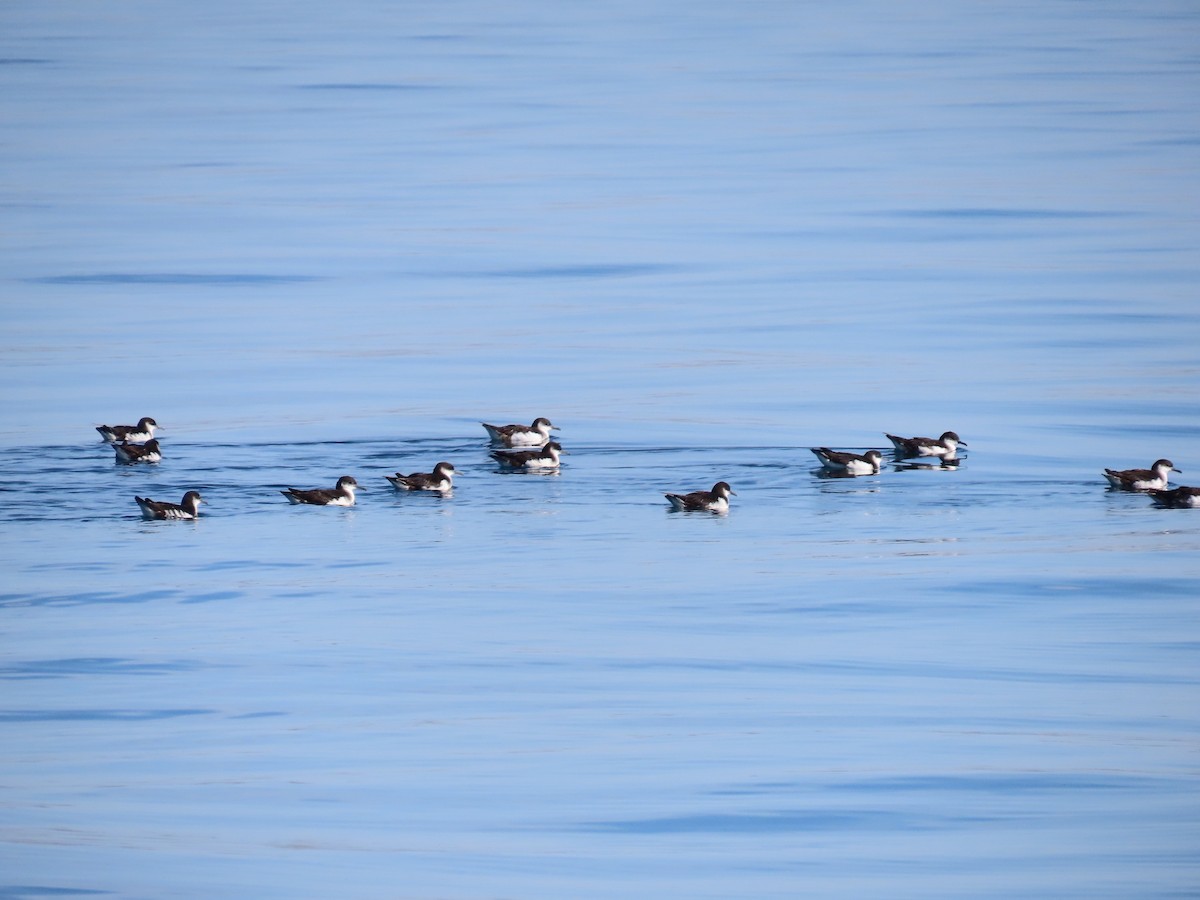 Manx Shearwater - Jessie Williamson