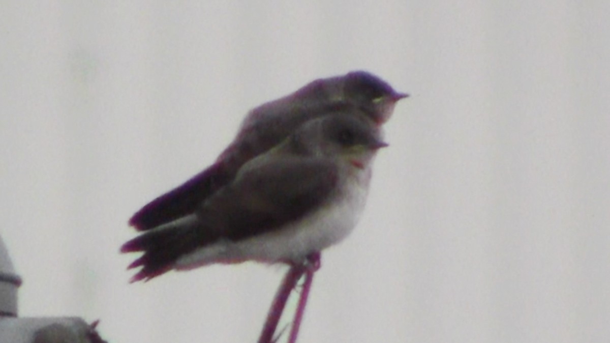 Northern Rough-winged Swallow - ML536319581
