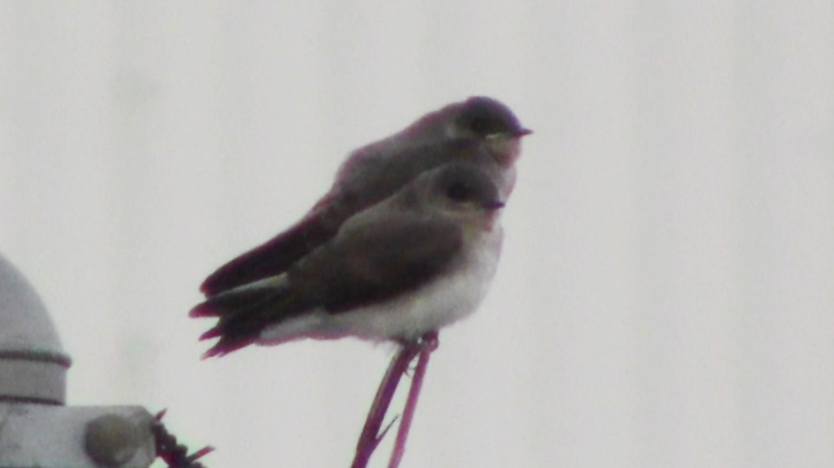Northern Rough-winged Swallow - ML536319591