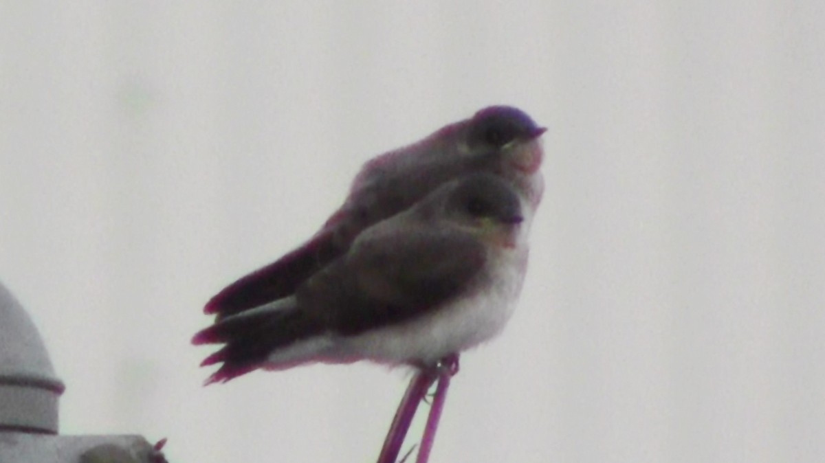 Northern Rough-winged Swallow - ML536319621