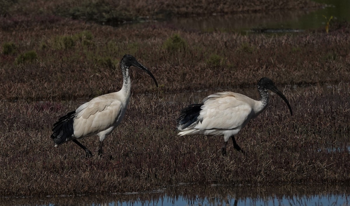 Australian Ibis - ML536319941