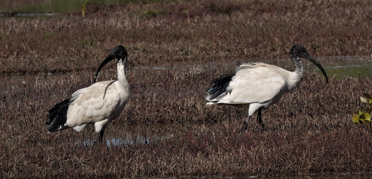 Australian Ibis - ML536320021