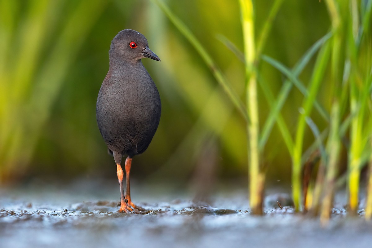 Spotless Crake - JJ Harrison