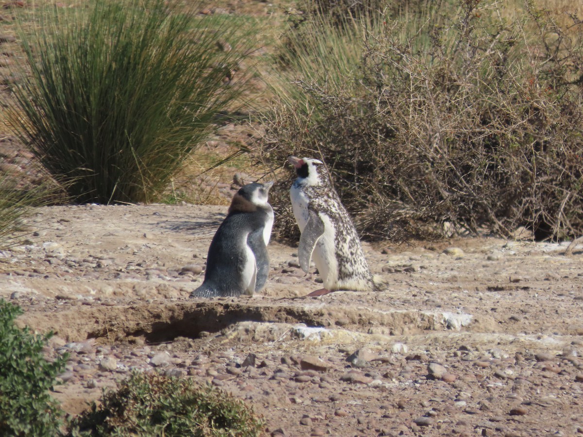 Magellanic Penguin - ML536321471