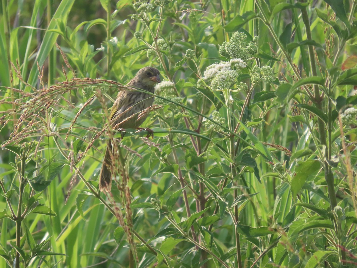 Great Pampa-Finch - ML536321681