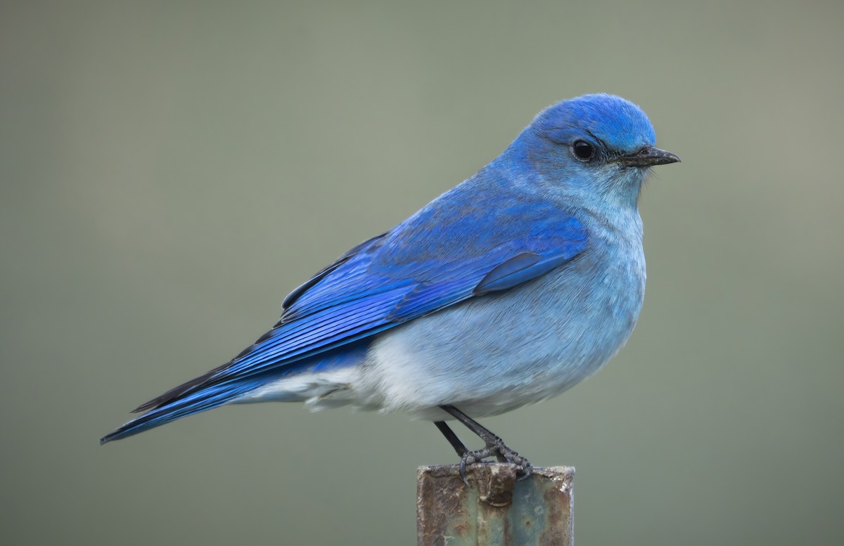 Mountain Bluebird - Anonymous