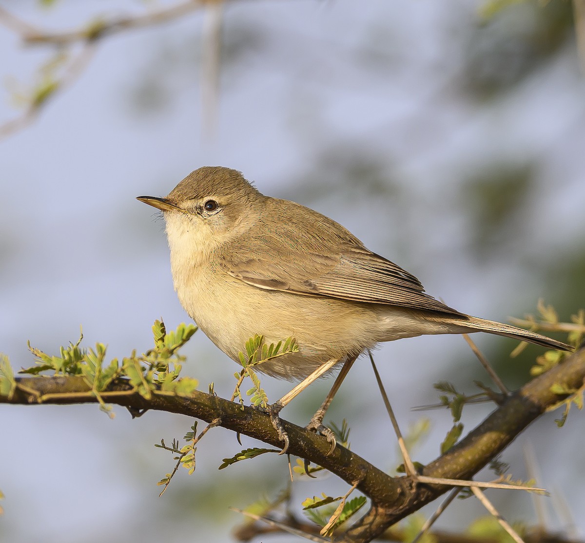 Booted Warbler - ML536322501
