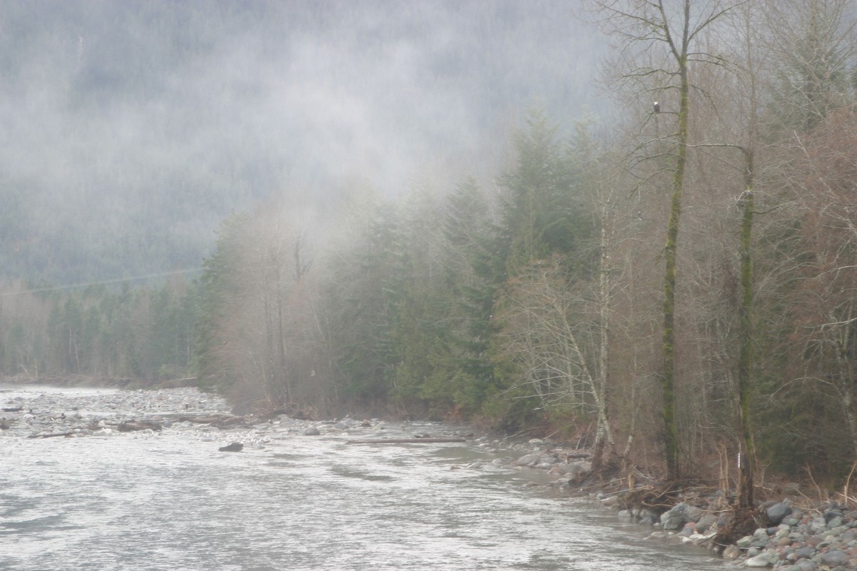 Bald Eagle - ML536322781