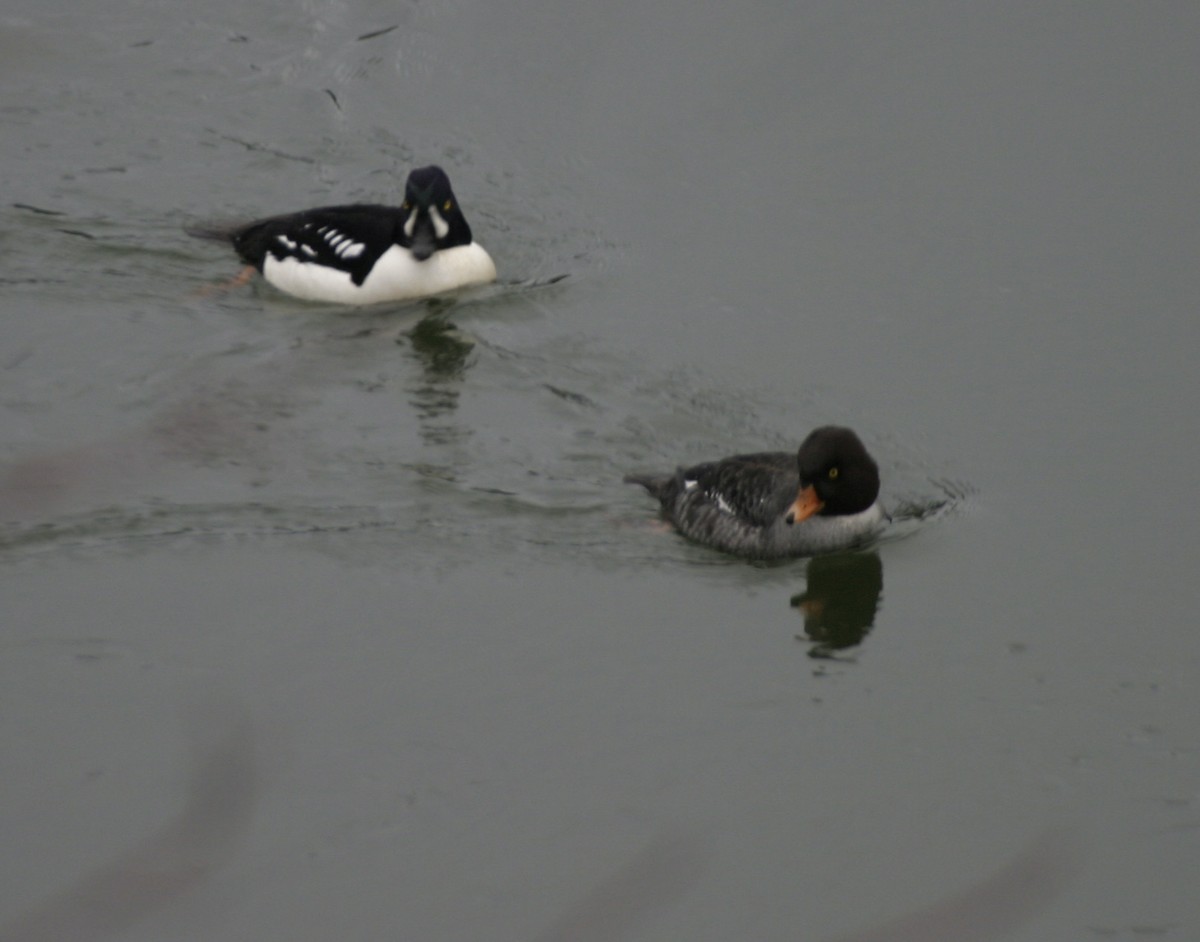 Barrow's Goldeneye - ML536323041