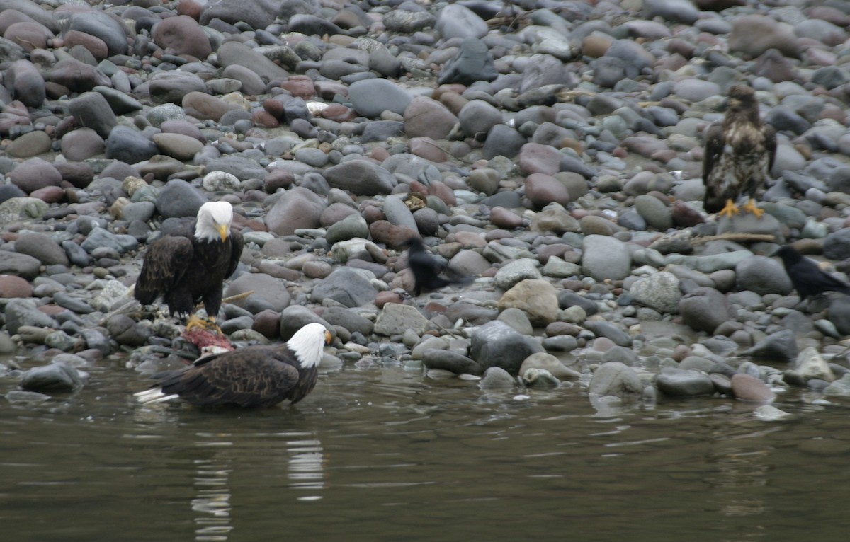 Weißkopf-Seeadler - ML536323211