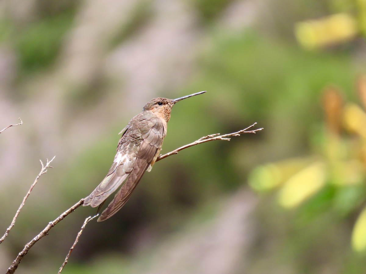 Riesenkolibri - ML536323291