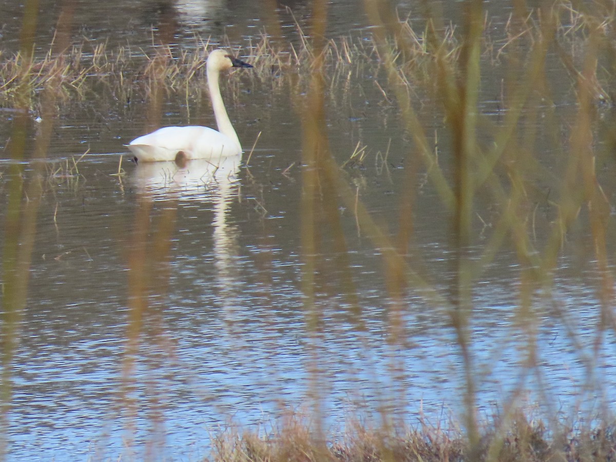 Trumpeter Swan - ML536323311